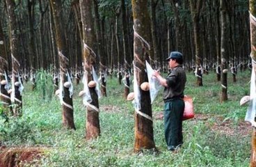 越南塑料橡膠工業總體較弱